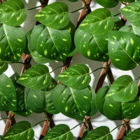 Siepe Artificiale 200x100 cm in Seta e Plastica PE, Siepe Finta di Pothos con 495 Foglie, Verde