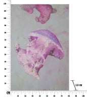 Stampa Su Tela Con Applicazioni Medusa -A- Cm 80X3.8X120