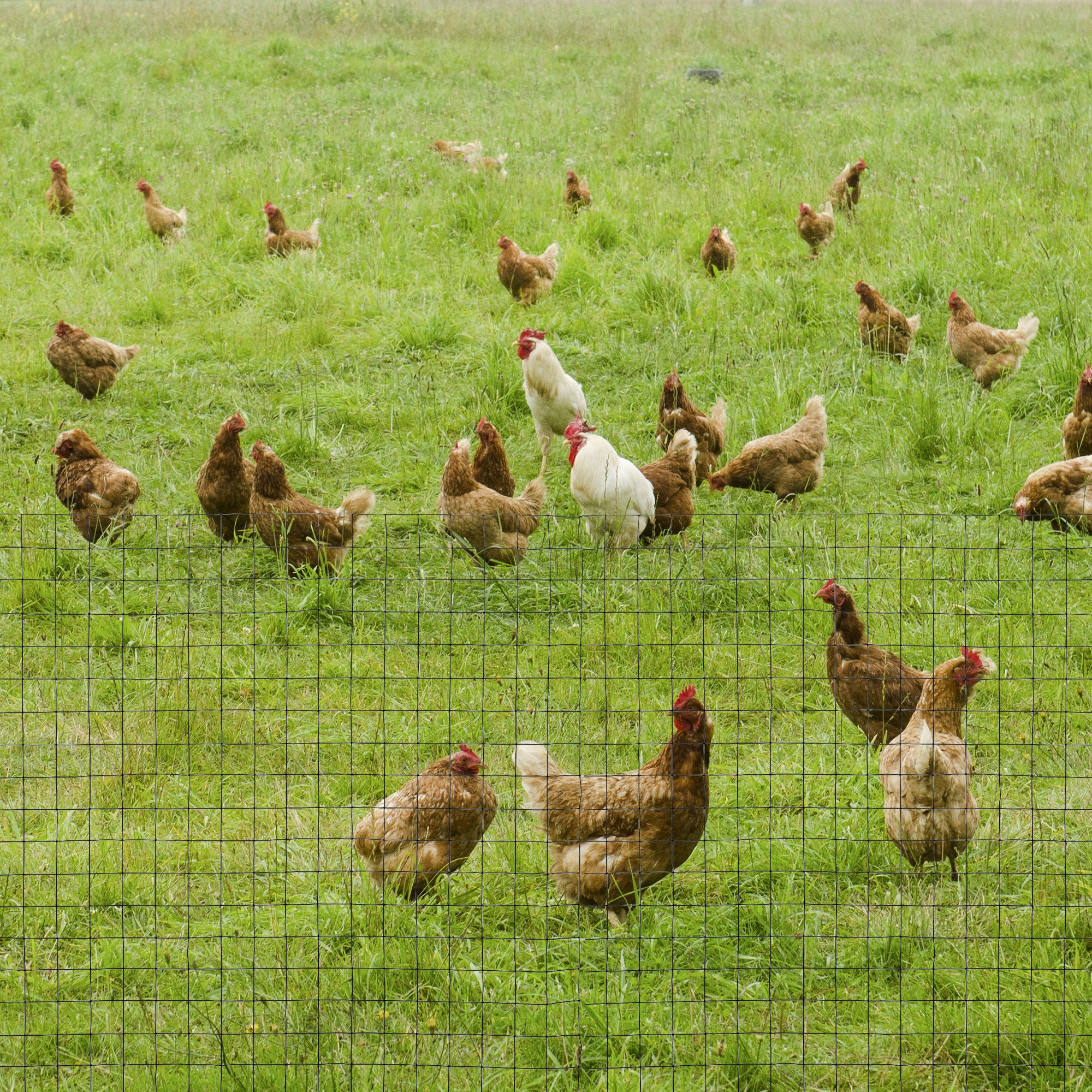 EasyComfort Rete Metallica da Giardino con Rivestimento in PVC per Recinzioni da Esterno, 500x91cm, Verde