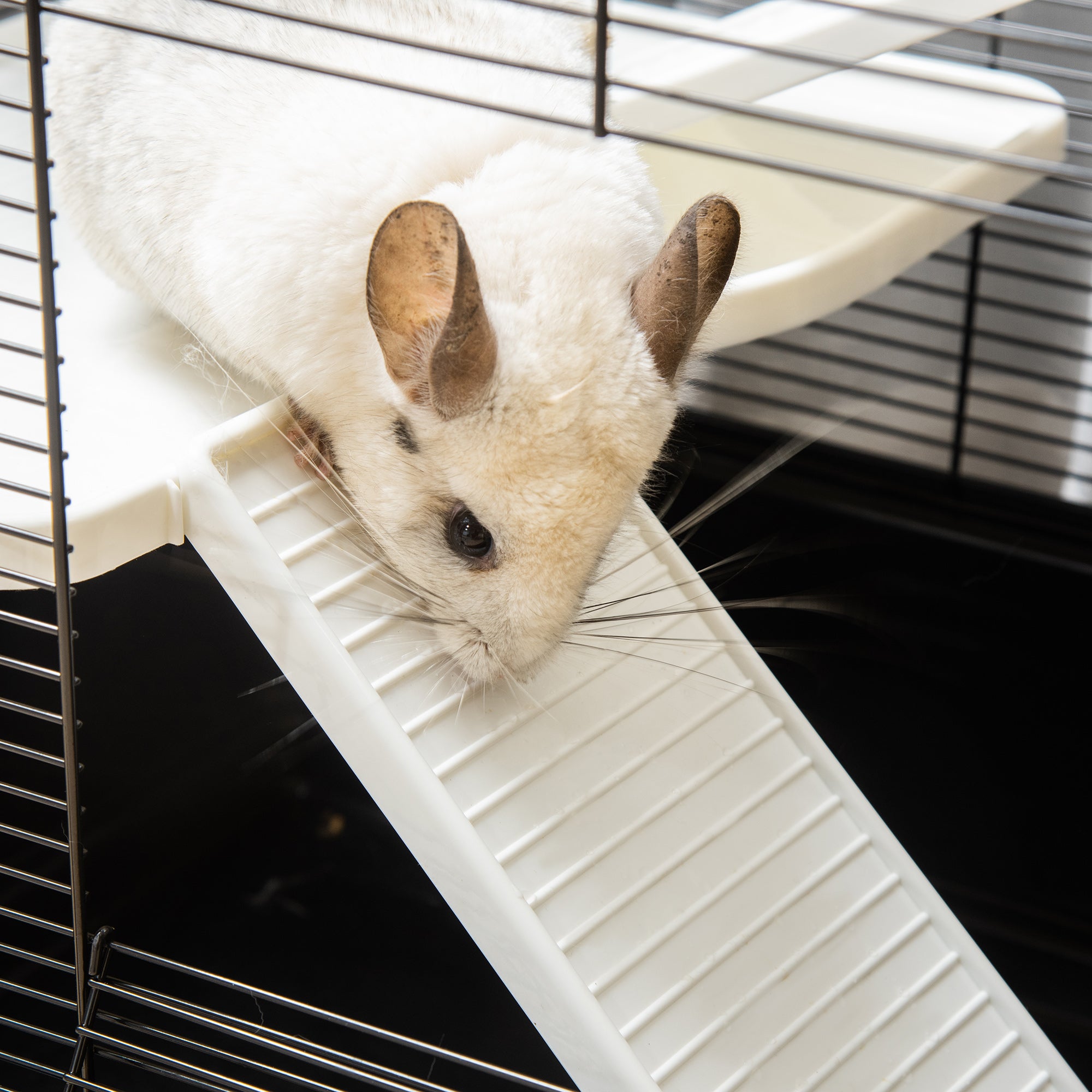 EasyComfort Gabbia per Porcellino d'India con Maniglia, Serbatoio d'Acqua, Rampa e Piatto, 80x48x58cm, Nera