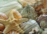 Copripiumino Matrimoniale Stampa Digitale Made Italy 100% Cotone Bahamas