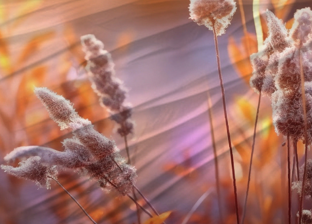 Copripiumino Matrimoniale Stampa Digitale In 100% Cotone Disegno Spiga