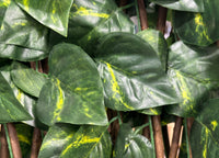 Traliccio Potos Foglie Rampicante Verde Frangivista Recinzione Giardino Balcone 1x2mt