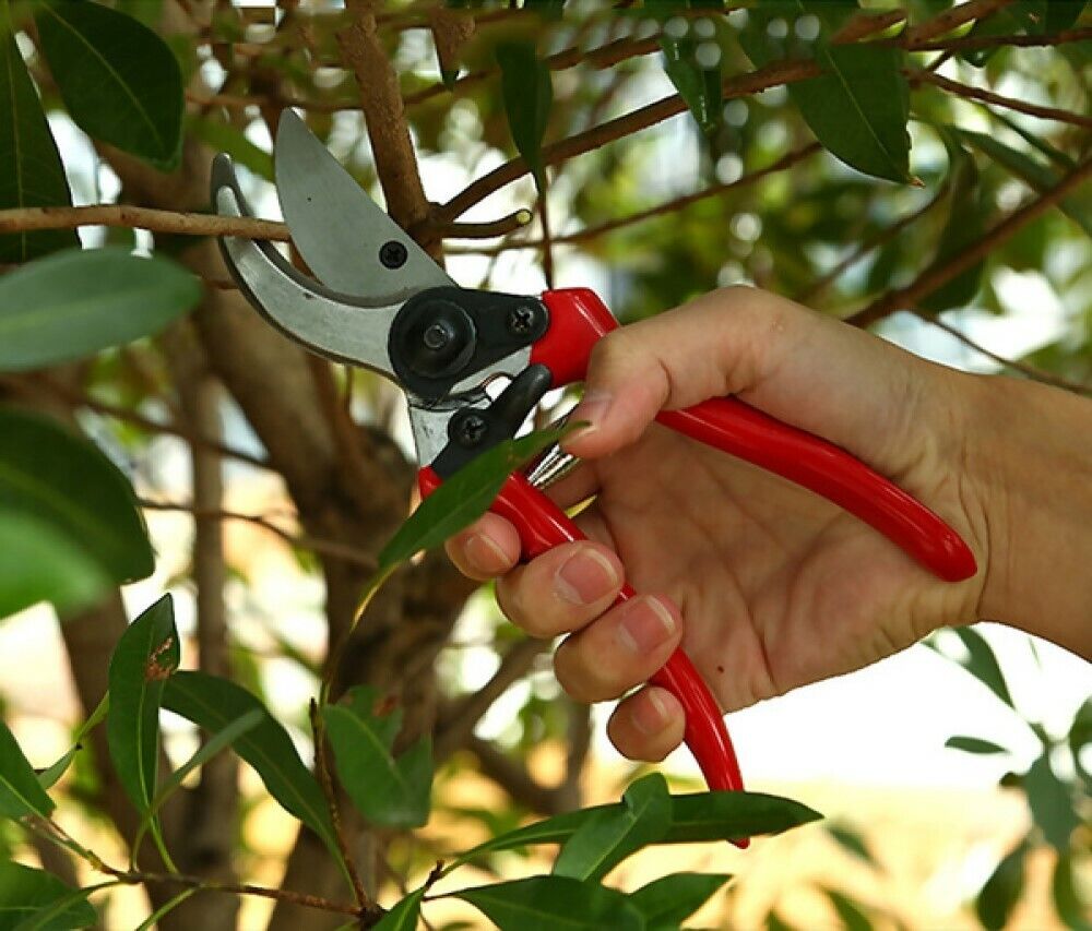 Forbice da potatura cesoia per pota rami taglio fino 15mm giardino giardinaggio