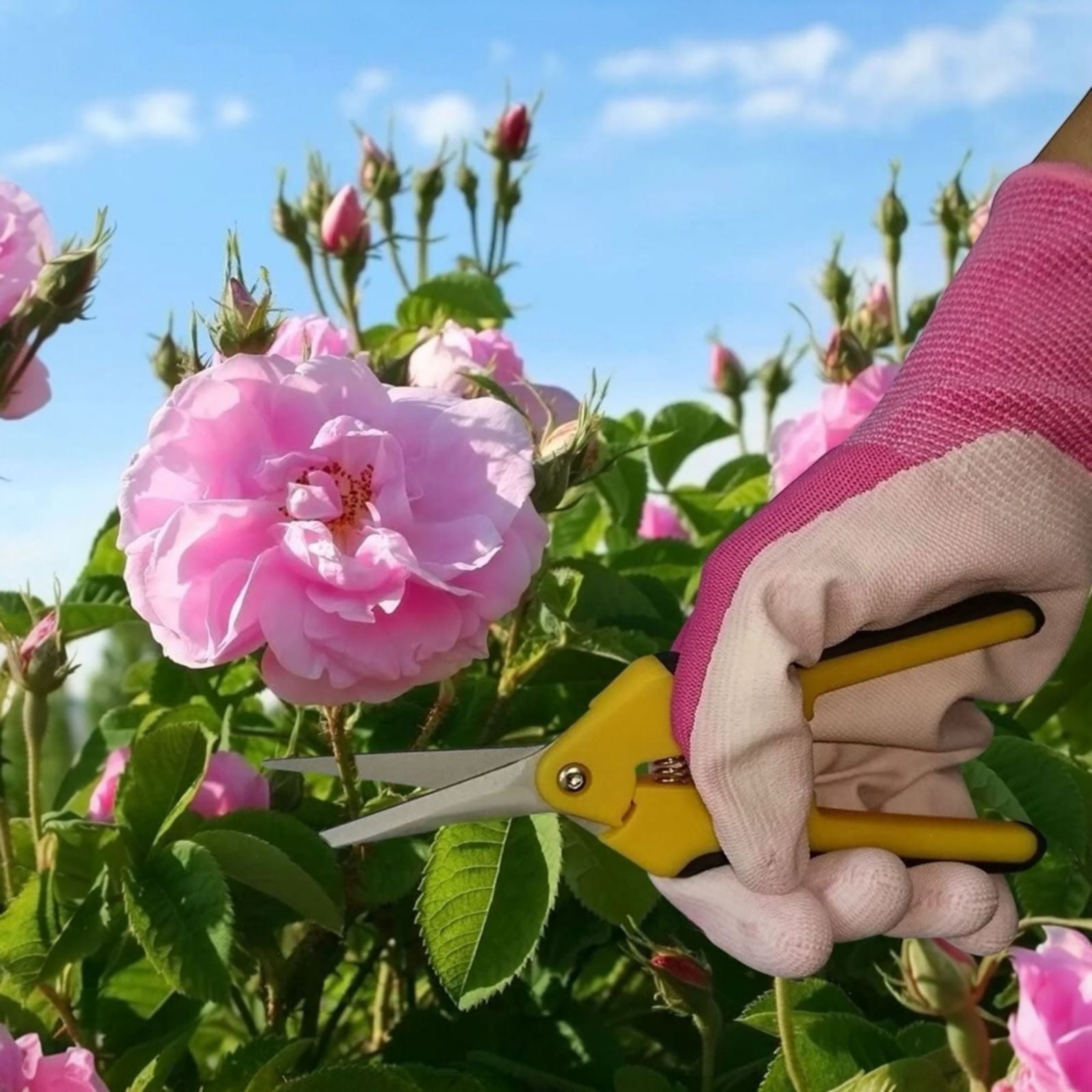 Forbici potatura Forbici cesoie con manico ergonomico 6.5" 165mm  353711