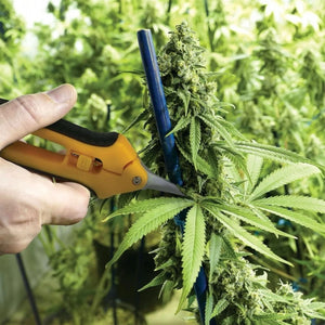 Forbici potatura Forbici cesoie con manico ergonomico 6.5" 165mm  353711