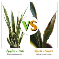 Sanseveria Artificiale Pianta Finta Realistica con Vaso,  Ø15cm x 80cm, Verde e Giallo