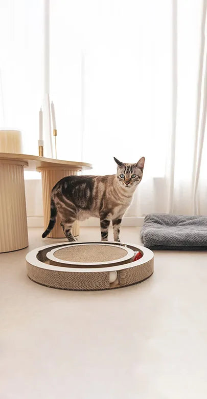 Giocattoli interattivi da grattare per gatti