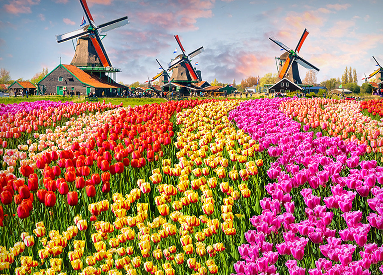 Lenzuola Copriletto Letto Sogni D'oro 100% Cotone Disegno Olanda 60 - Piazza E Mezza - Olanda 60