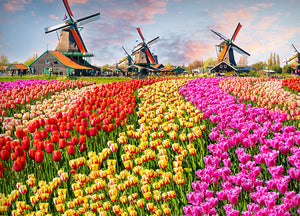 Lenzuola Copriletto Letto Sogni D'oro 100% Cotone Disegno Olanda 60 - Piazza E Mezza - Olanda 60