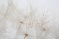 Stampa Dipinta Tin cm 80X3X120