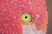 Stampa Su Tela Con Applicazioni -A- Flamingo Cm 80X3.8X120