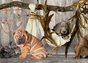 Tappeto Passatoia Cucina Antiscivolo Sottolavello Digitale Fantasie Varie - 50x140 - Cane Amaca