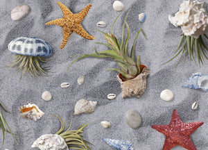 Tappeto Passatoia Cucina Antiscivolo Sottolavello Digitale Disegno Conchiglie - 50x600 - Conchiglie