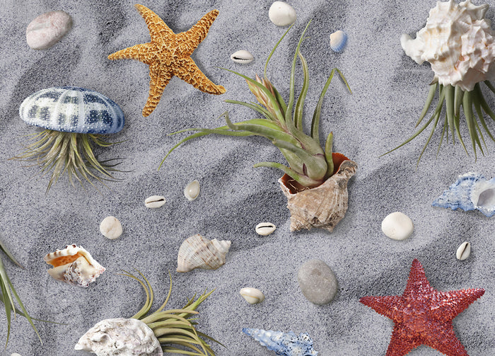 Tappeto Passatoia Cucina Antiscivolo Sottolavello Digitale Disegno Conchiglie - 50x600 - Conchiglie