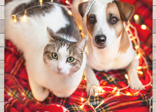 Parure Copripiumino Coppia Federe Letto 100% Cotone Sogni D'oro Disegno Puppies - Singolo - Puppies