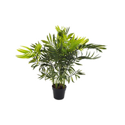 Pianta Palma nana Chamerox 53 cm