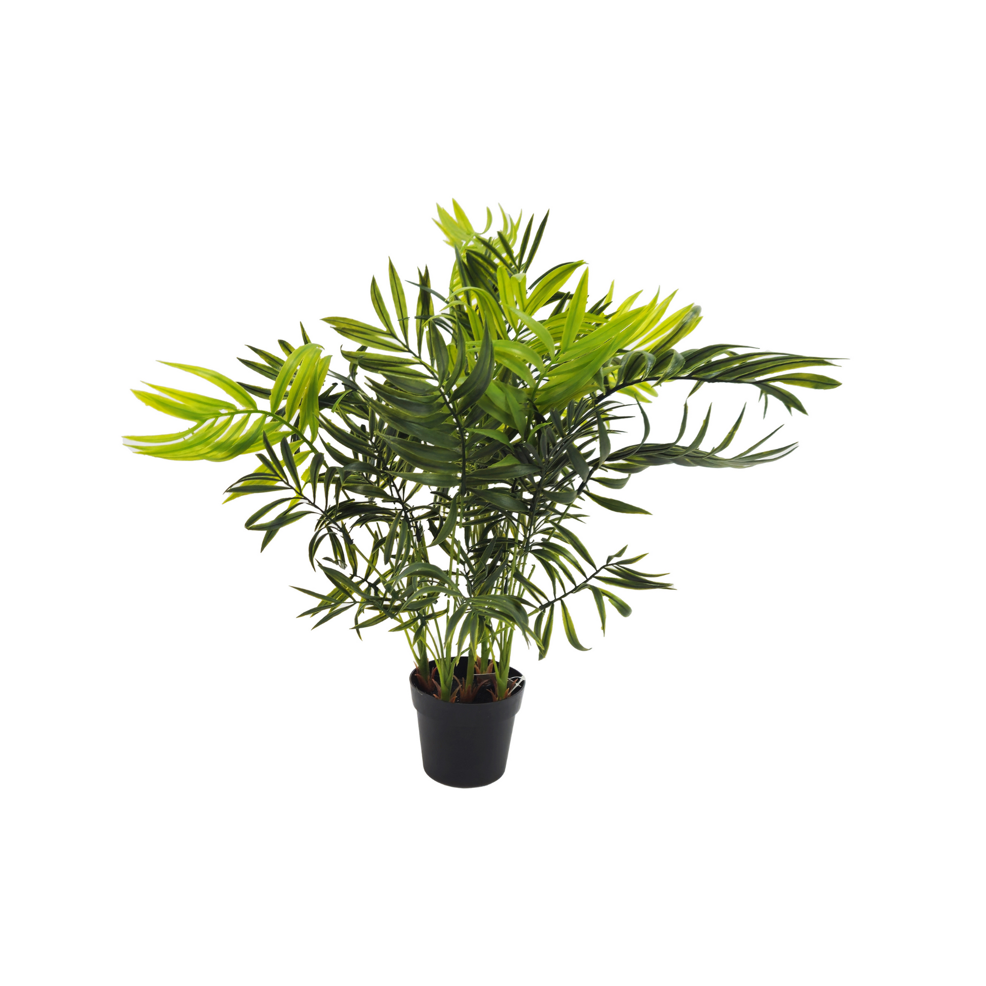 Pianta Palma nana Chamerox 53 cm