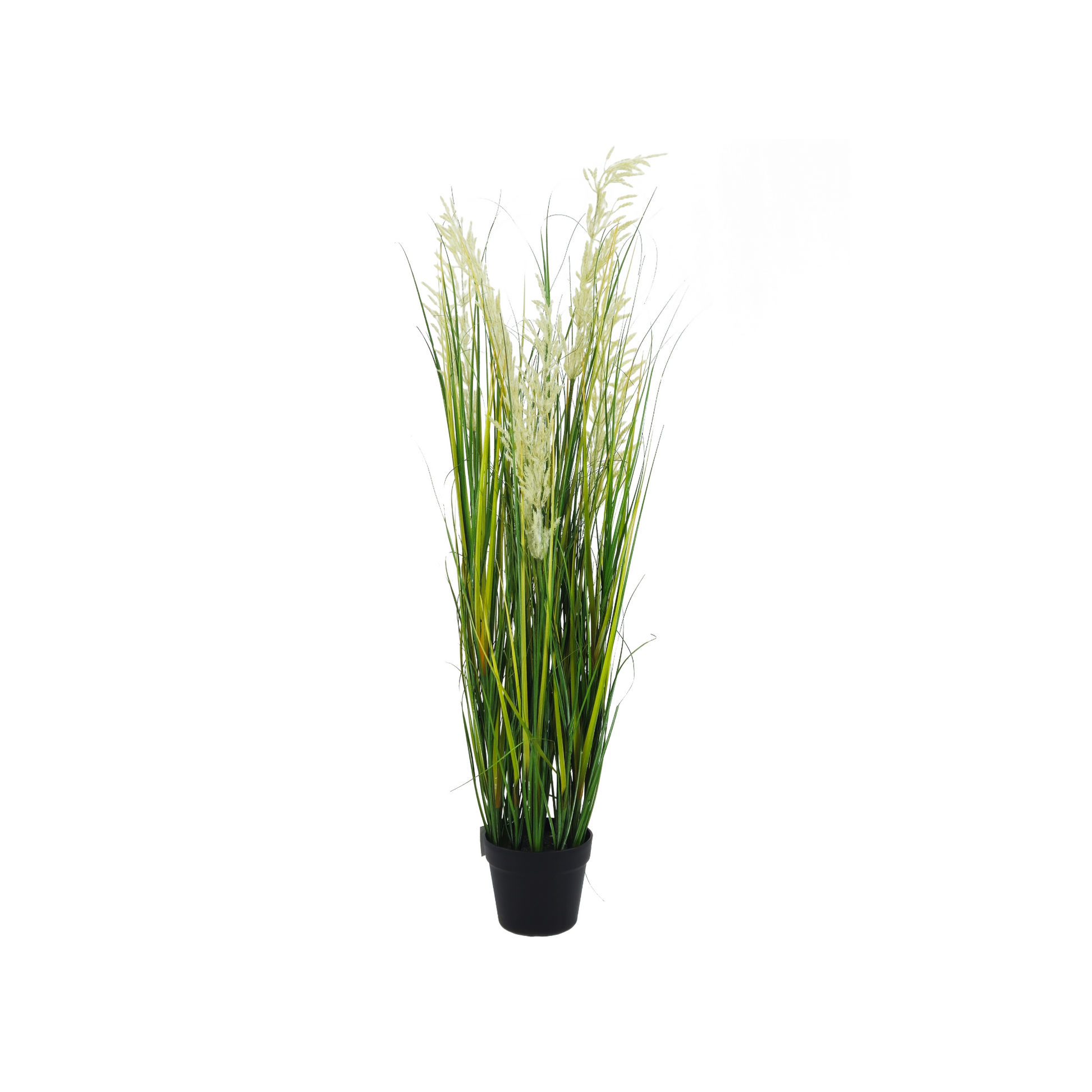 Pianta Pampa Cortadeira 110 cm