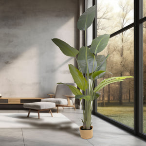Traveller Banana 210 - Pianta Artificiale Decorativa Tropicale Banano H210 cm per Interno Esterno con Vaso Beige