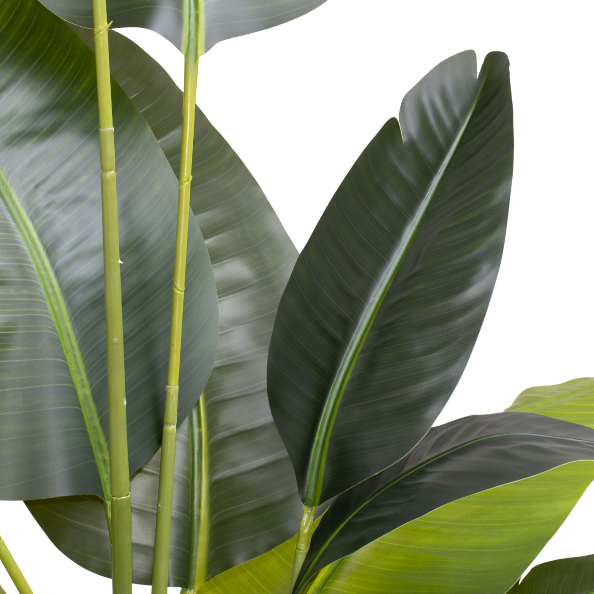 Traveller Banana 210 - Pianta Artificiale Decorativa Tropicale Banano H210 cm per Interno Esterno con Vaso Beige