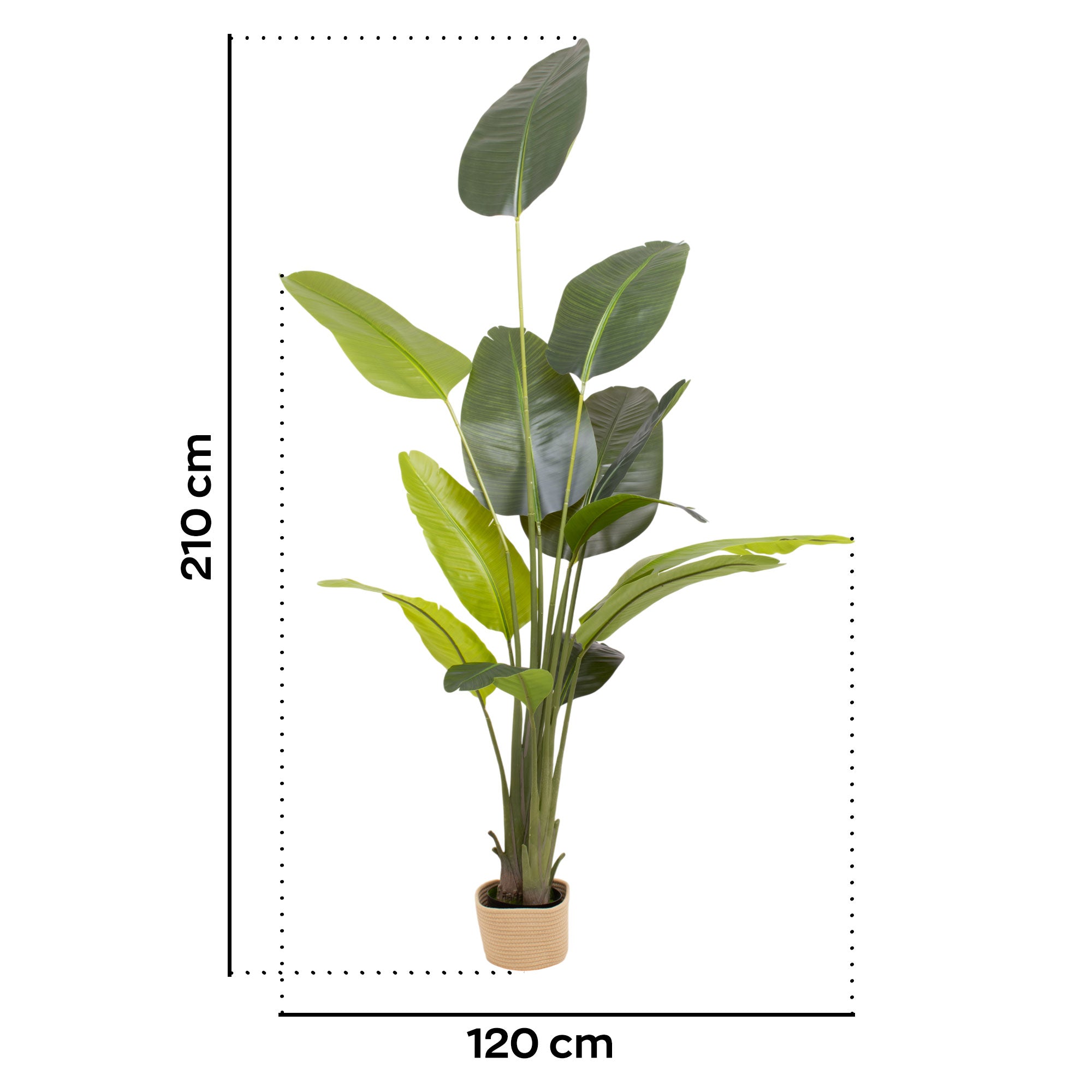 Traveller Banana 210 - Pianta Artificiale Decorativa Tropicale Banano H210 cm per Interno Esterno con Vaso Beige