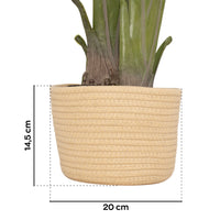 Traveller Banana 210 - Pianta Artificiale Decorativa Tropicale Banano H210 cm per Interno Esterno con Vaso Beige