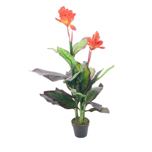 Pianta ornamentale Canna Lily con fiori arancio in vaso 115 cm.