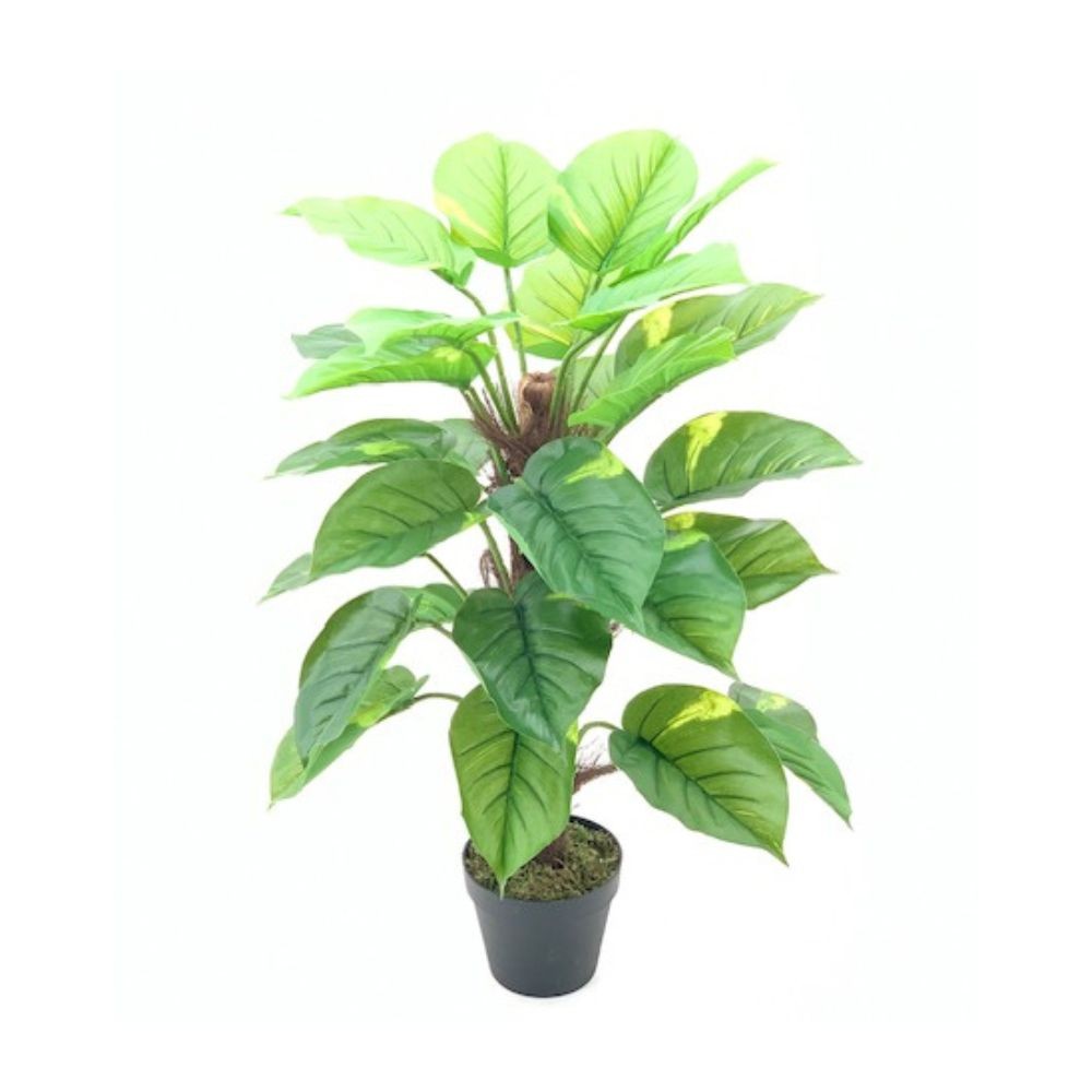 Pianta ornamentale Pothos a foglie verdi con vaso 73 cm.