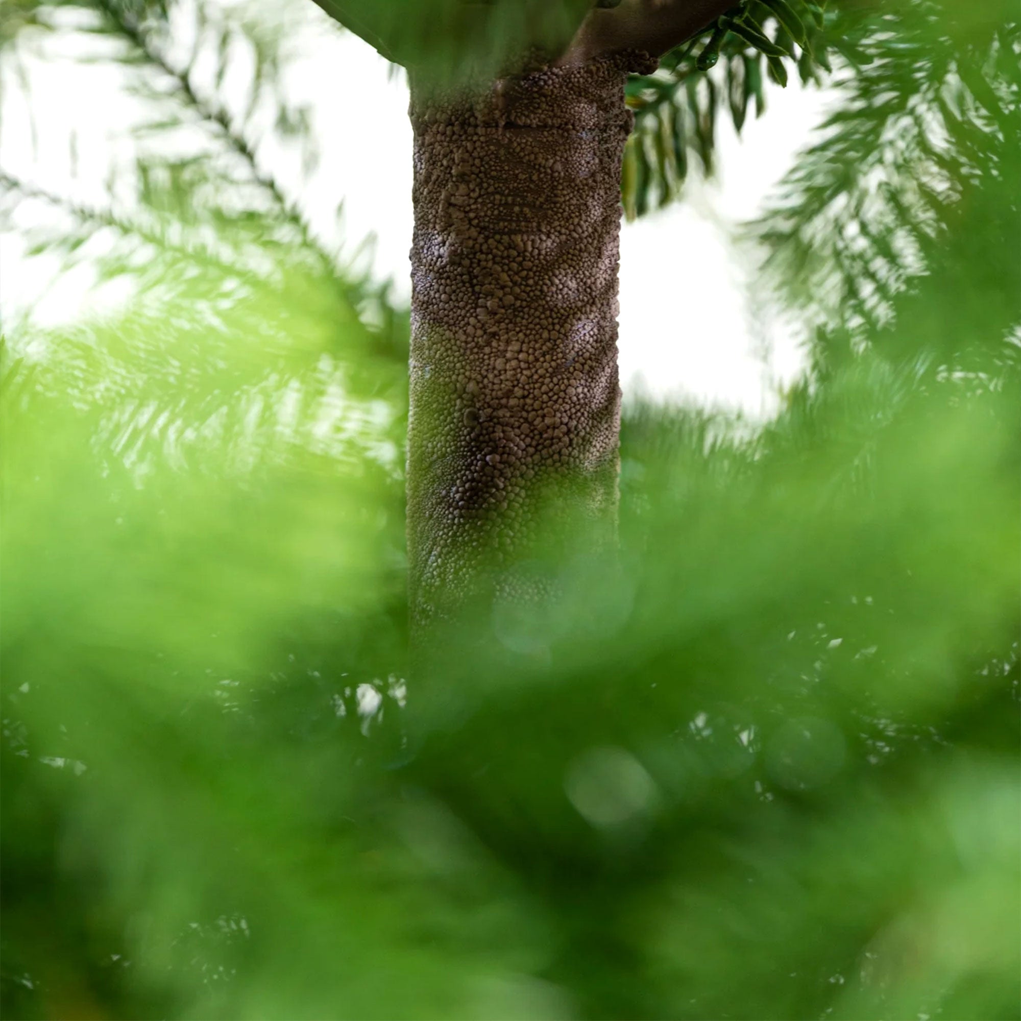 Rothschild - Albero di Natale Tradizionale in PE Ø155x240H cm, 1560 Punte