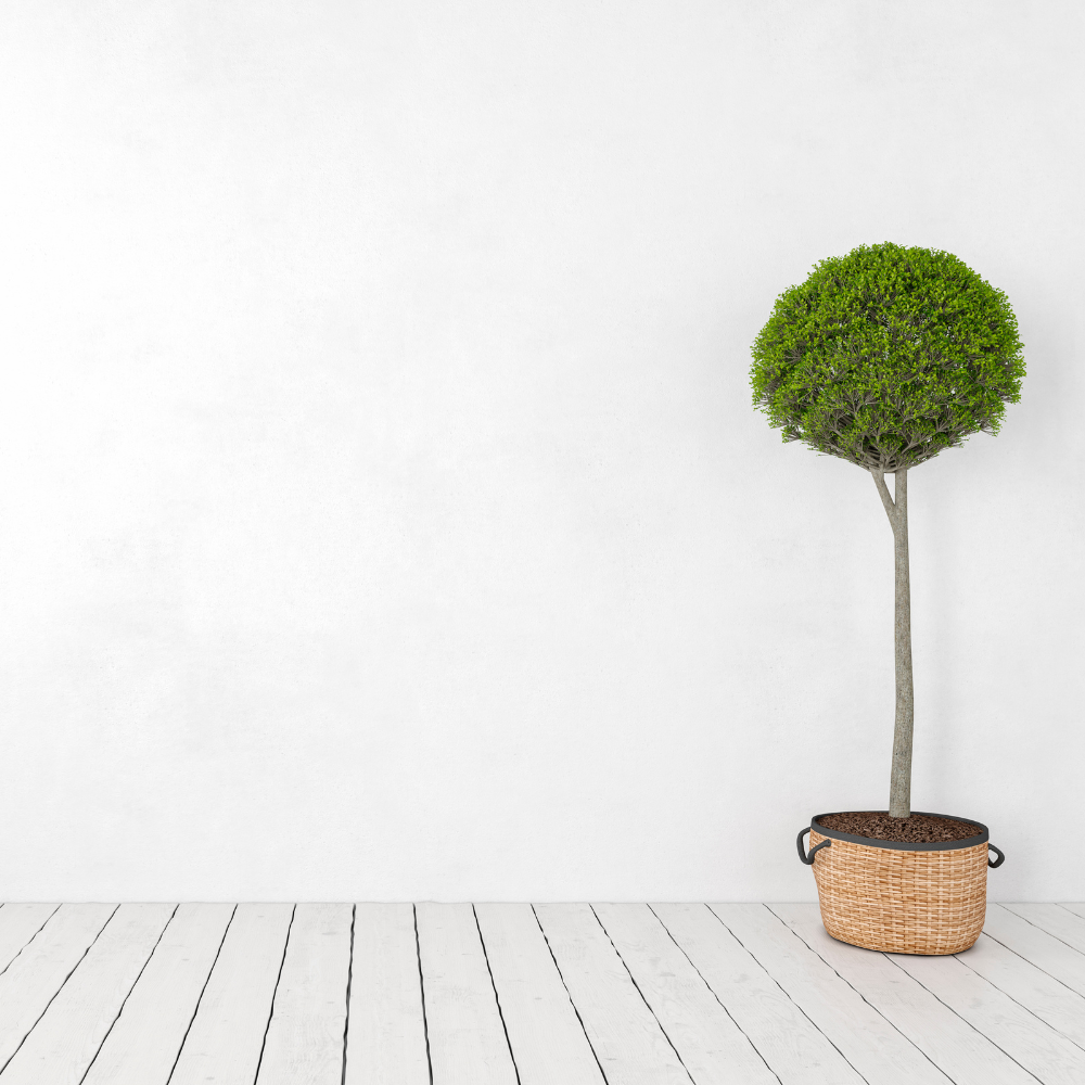 Prodotto antimuffa spray azione preventiva inodore muffØut protettivo 500 ml