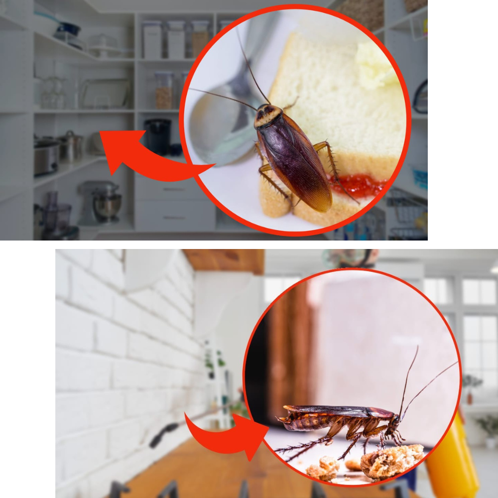 Trappola scarafaggi blister blatte esca insetticida casa fessure nido ekostop