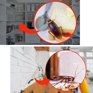 Trappola scarafaggi blister blatte esca insetticida casa fessure nido ekostop