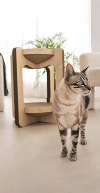 Torre tiragraffi per gatti