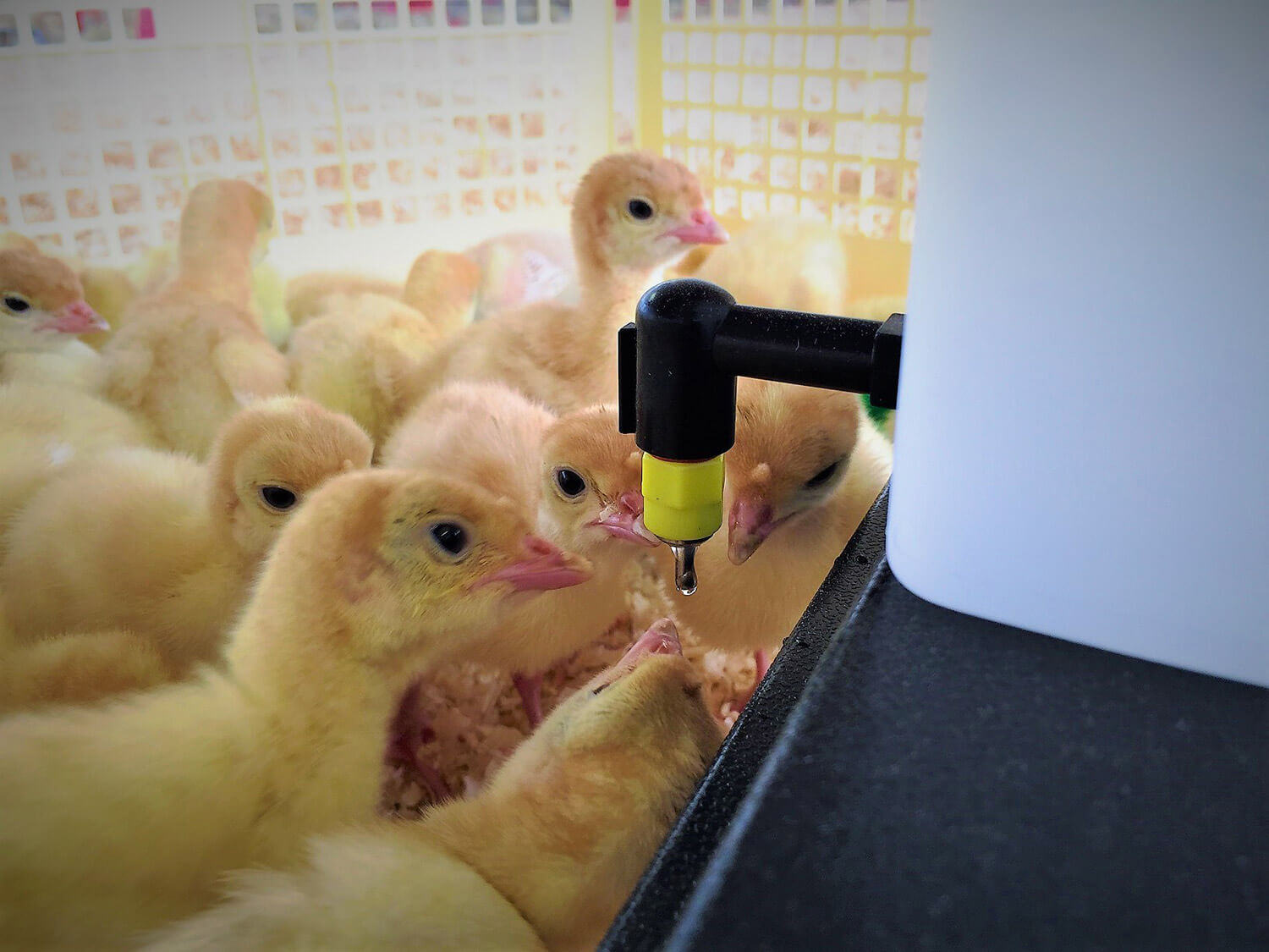 Recinto Svezzamento per 40 Pulcini + Accessori Borotto