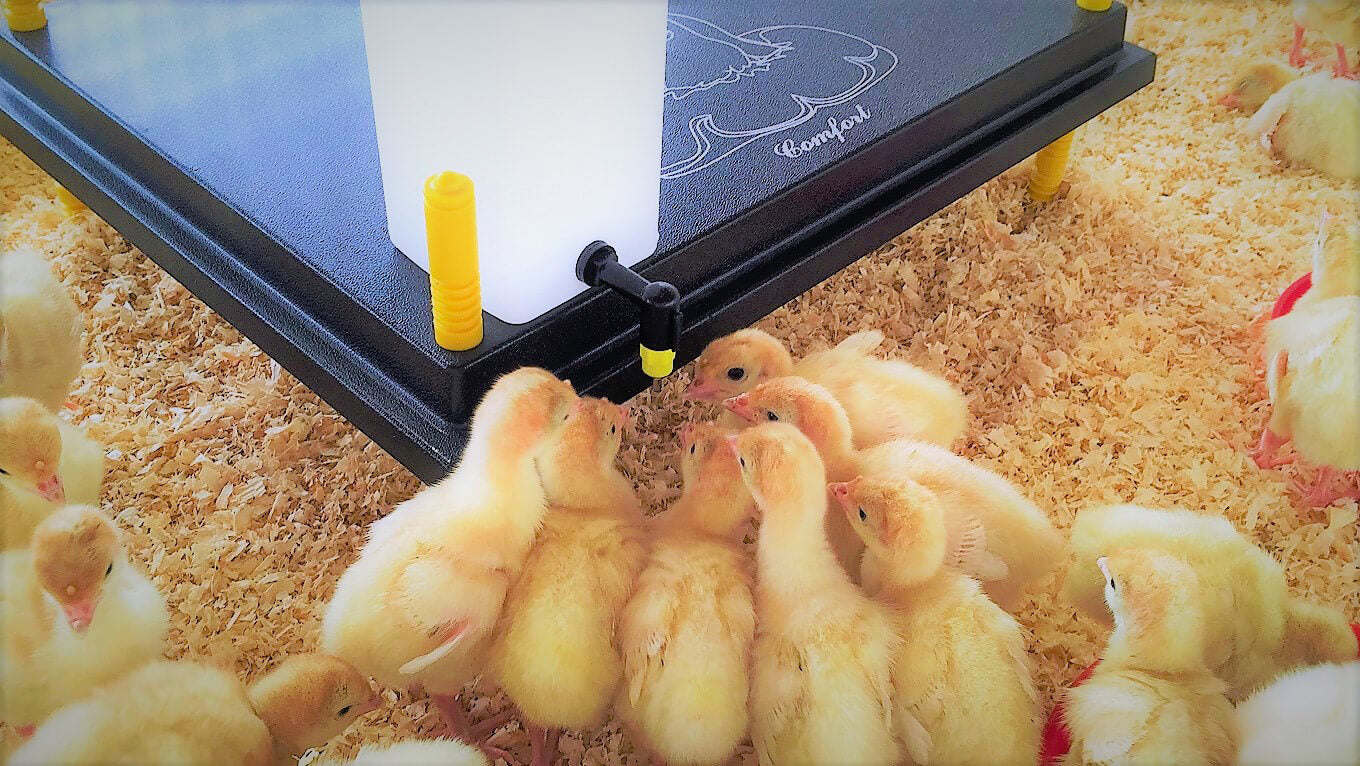 Recinto Svezzamento per 50 Pulcini + Accessori Borotto