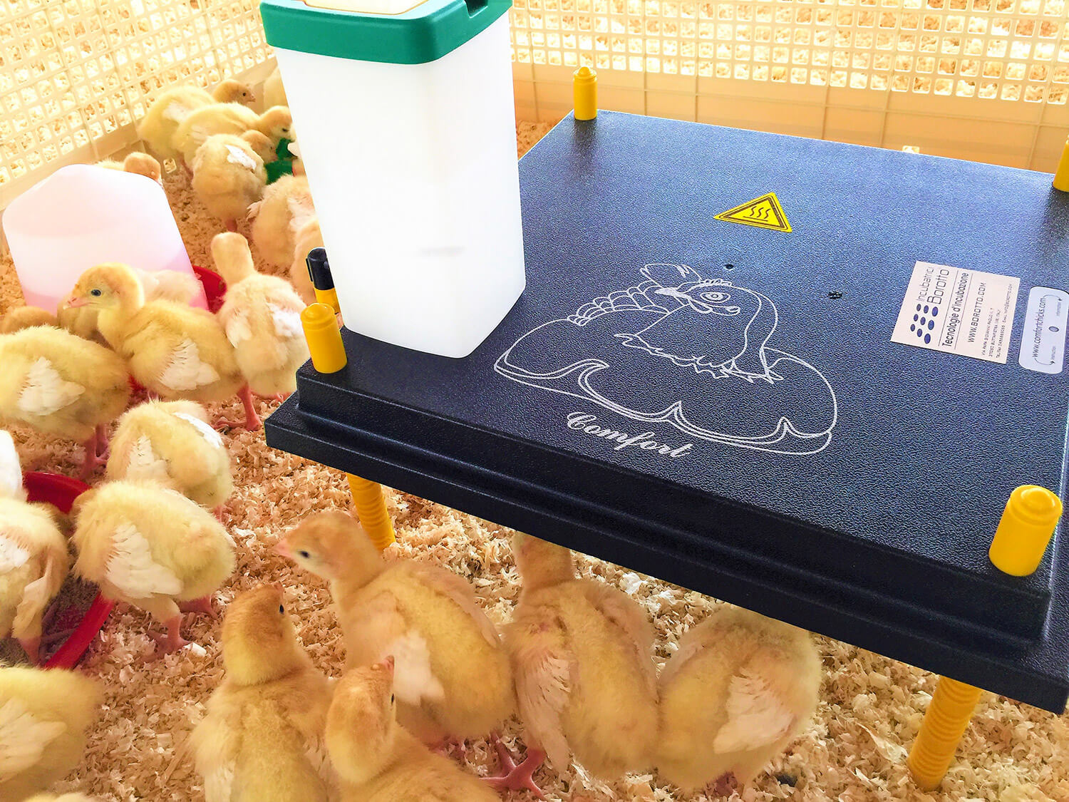 Recinto Svezzamento per 50 Pulcini + Accessori Borotto