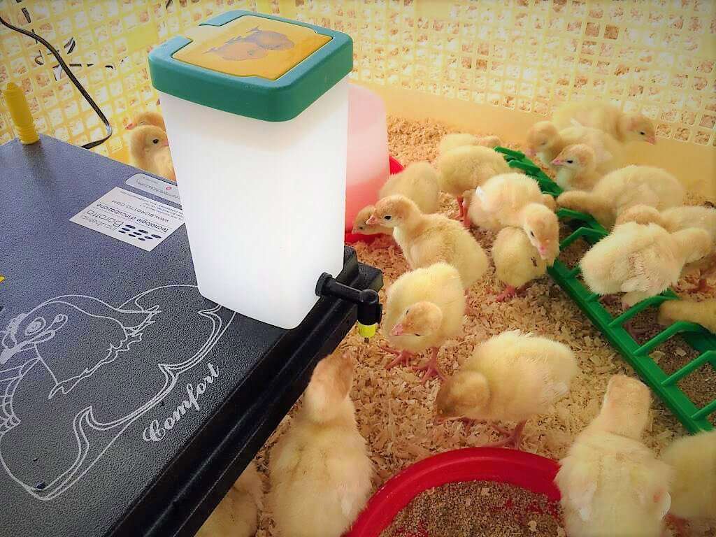 Recinto Svezzamento per 50 Pulcini + Accessori Borotto