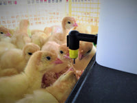 Recinto Svezzamento per 60 Pulcini + Accessori Borotto