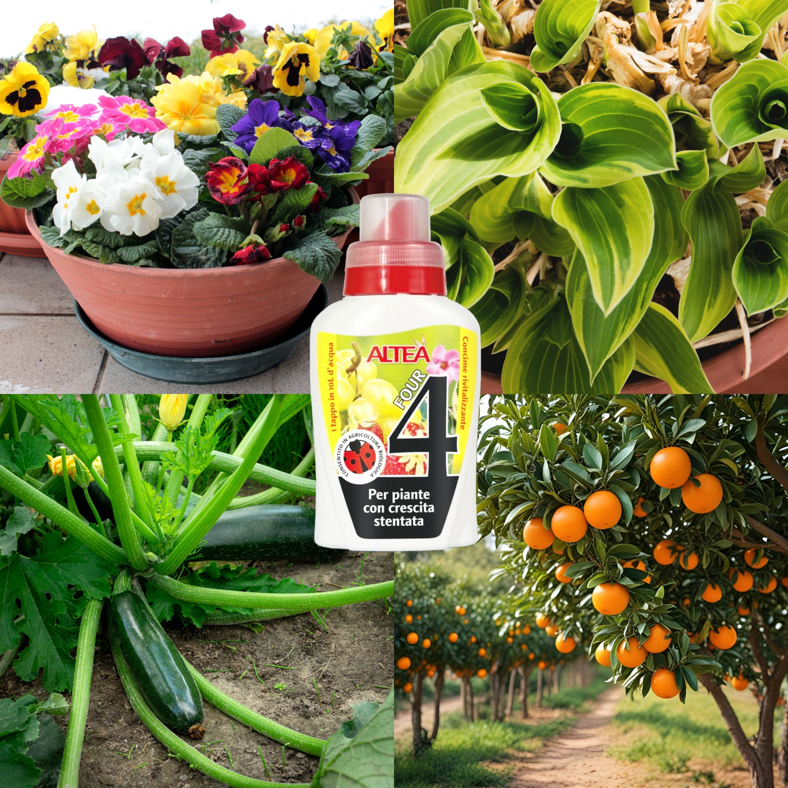 Altea Four concime liquido four per piante a crescita lenta 300 ml