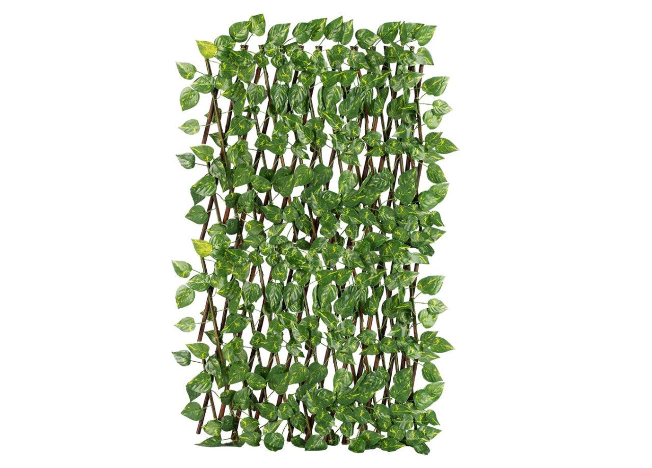 Traliccio Potos Foglie Rampicante Verde Frangivista Recinzione Giardino Balcone 1x2mt
