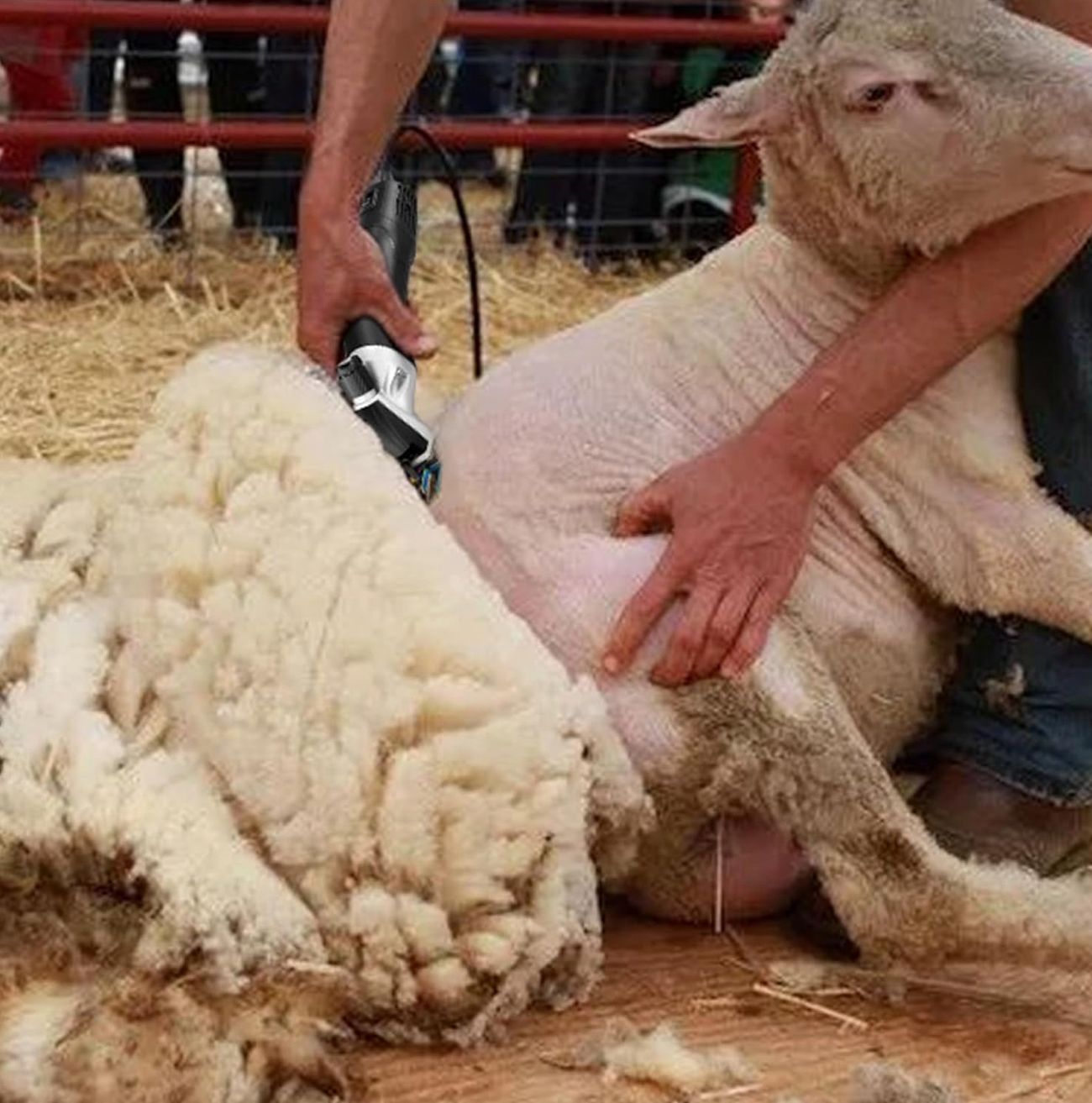 Tosatrice Elettrica Per Pecora Tosapecore Tosapecora 35o Watt 2400-2800r/min