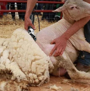 Tosatrice Elettrica Per Pecora Tosapecore Tosapecora 35o Watt 2400-2800r/min