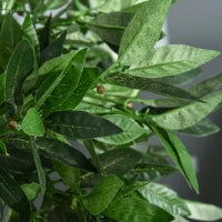 Set di 2 Alberi di Alloro in Vaso Artificiali Altezza 90cm per Interni ed Esterni