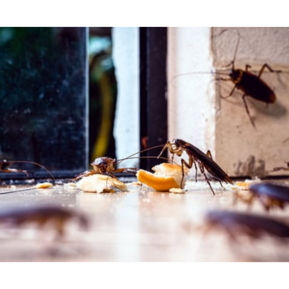 Trappola scarafaggi blister blatte esca insetticida casa fessure nido ekostop