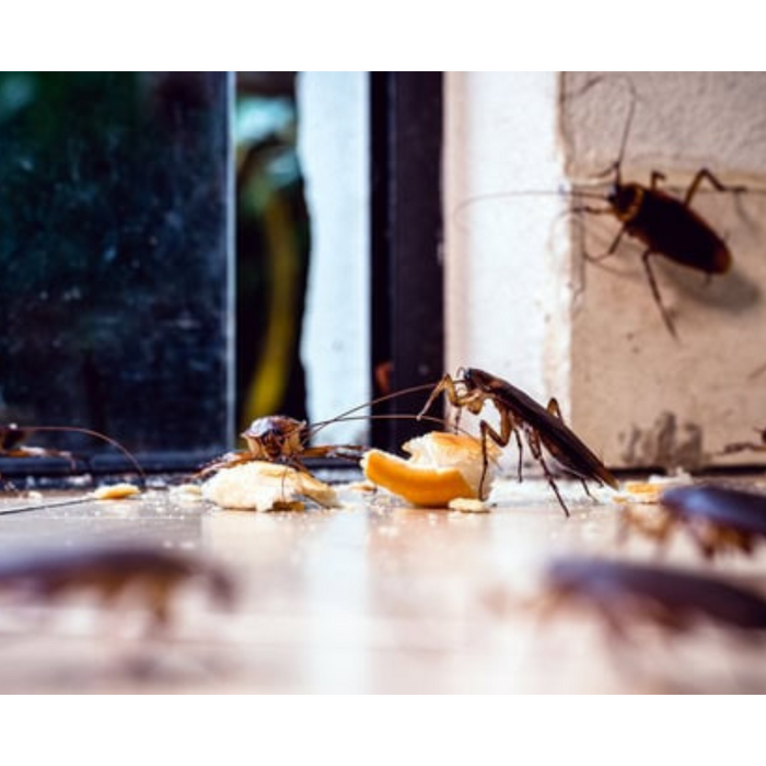 Trappola scarafaggi blister blatte esca insetticida casa fessure nido ekostop