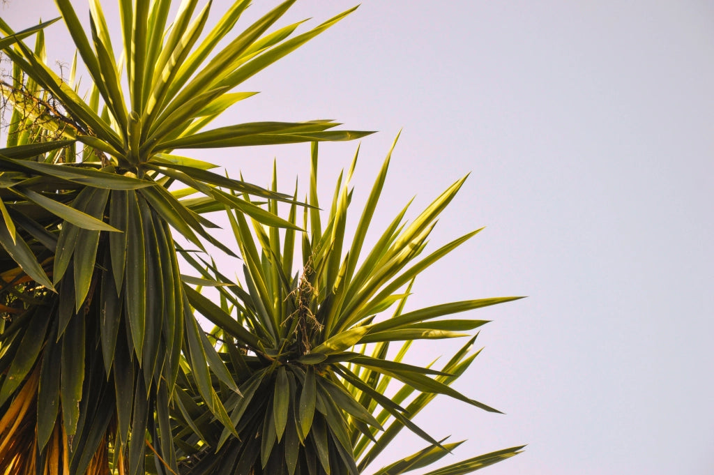 YUCCA FLACCIDA GOLDEN SWORD VASO 24