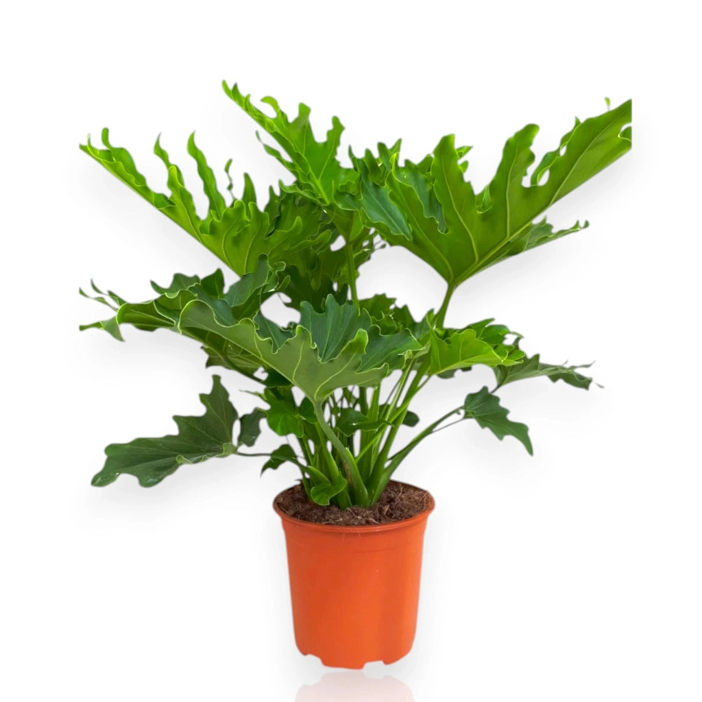 Gardenaria Philodendron 'Little hope' - Pianta da interno ornamentale Altezza: 45 cm (vaso 19)