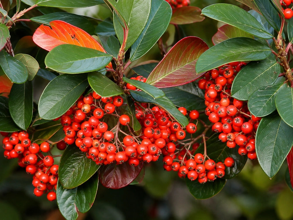 Gardenaria Cotoneaster lacteus - Arbusto ornamentale da giardino Altezza: 30/35 cm (vaso19)