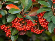 Gardenaria Cotoneaster lacteus - Arbusto ornamentale da giardino Altezza: 30/35 cm (vaso19)